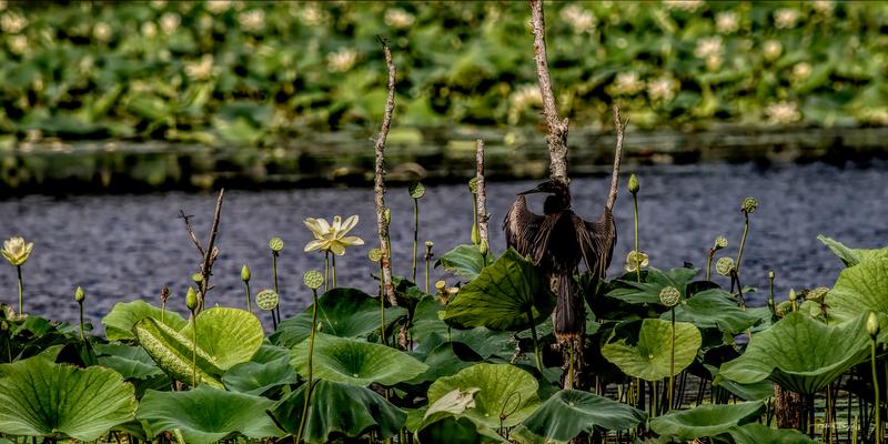 Anhinga