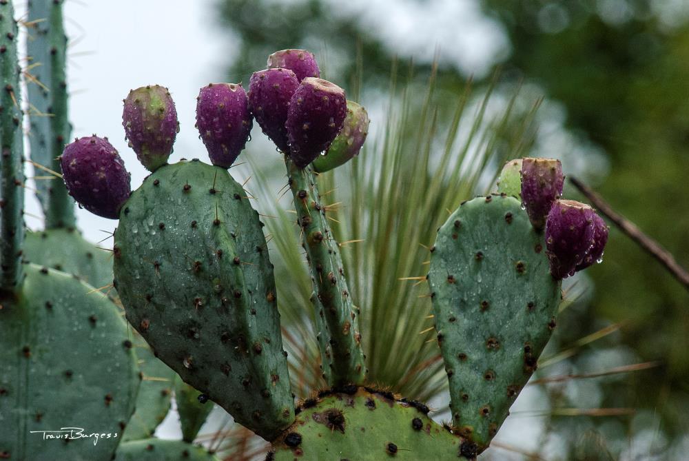 Texas Prickly Pear Fruit